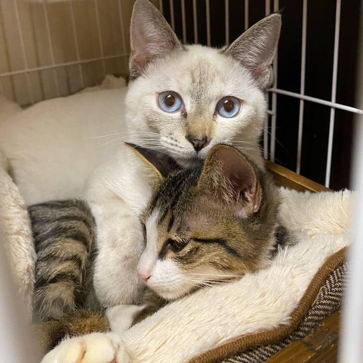 3f9c3c27 12b9 474c 96ba 9b09c02e8063 1635068036046