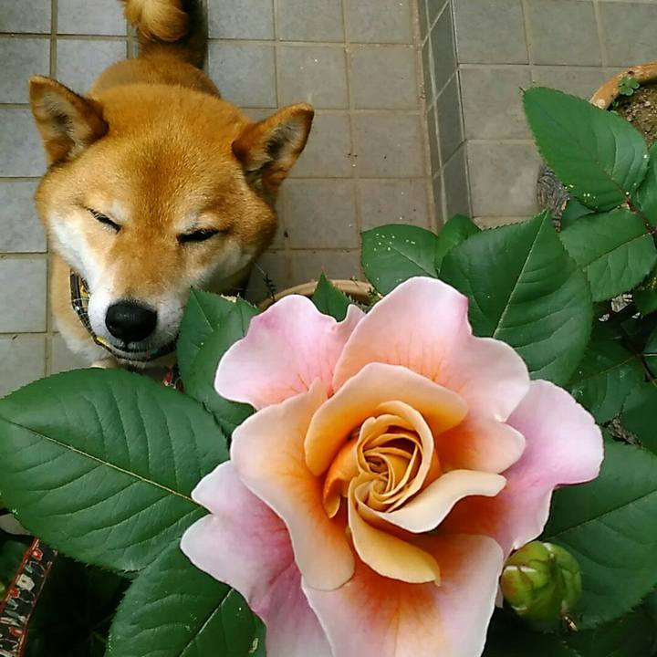 3f9cb4b8 8509 4528 a103 efb3d16daca1 1557194057669