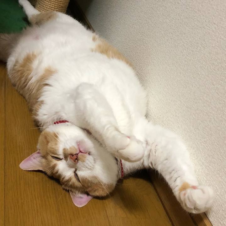 3f9f4d34 713d 4d0b 9963 44996ac70afa 1562068015768