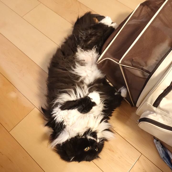 3fa079cc b7e5 4144 b596 edffcc06b9bf 1562638060494