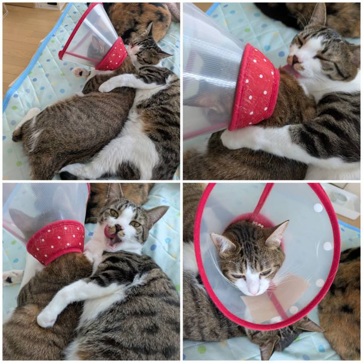 3fa63cf9 2429 4b3b 89c8 5430ca32a866 1754784770489