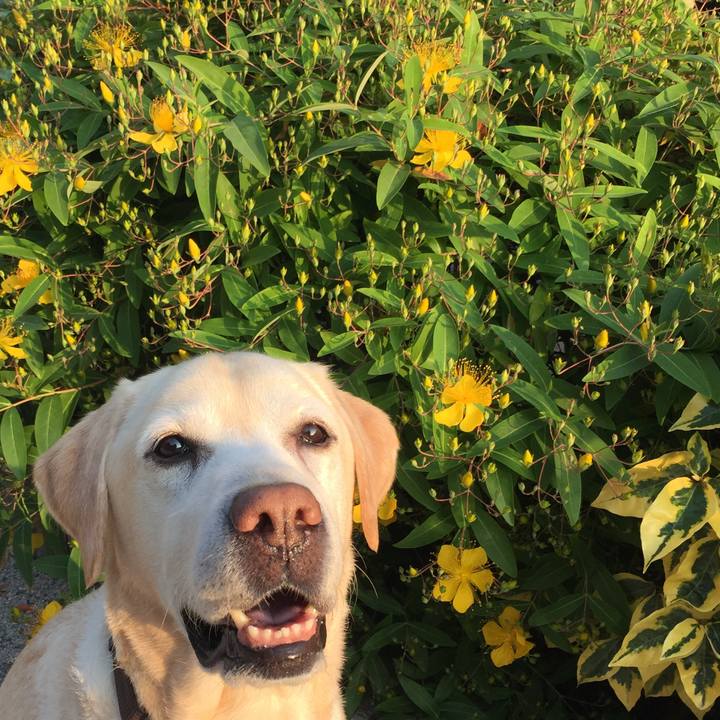 3fa69f19 69d5 440c 859c f428a6482bea 1526635060192