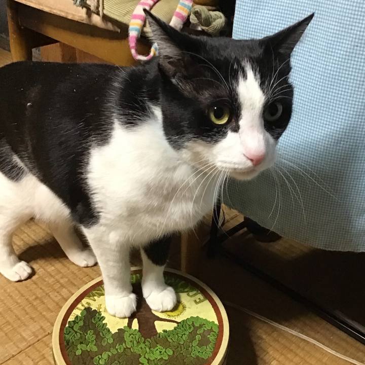 3faeff34 eee6 4129 918c 61a887e22116 1738672666732