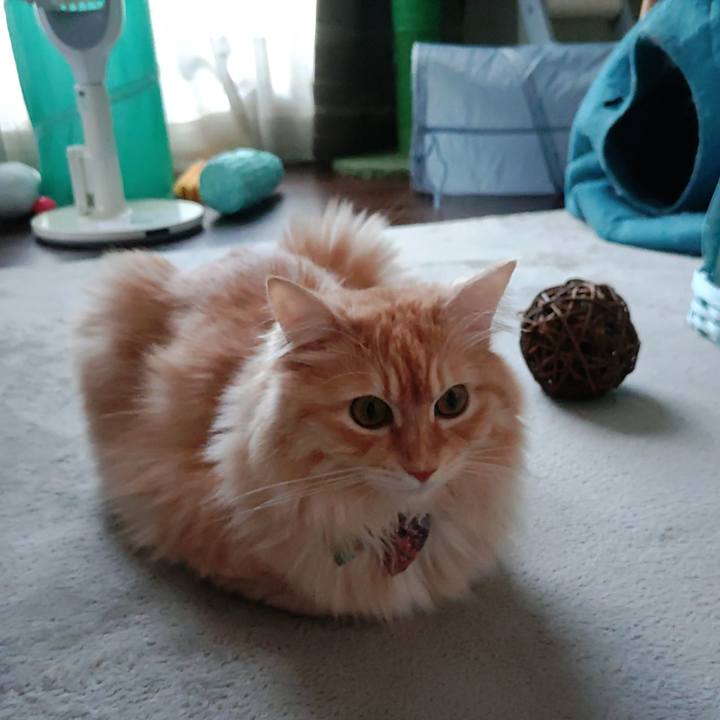 3faf2eeb de45 4bbc b721 9392887af67c 1659153278893