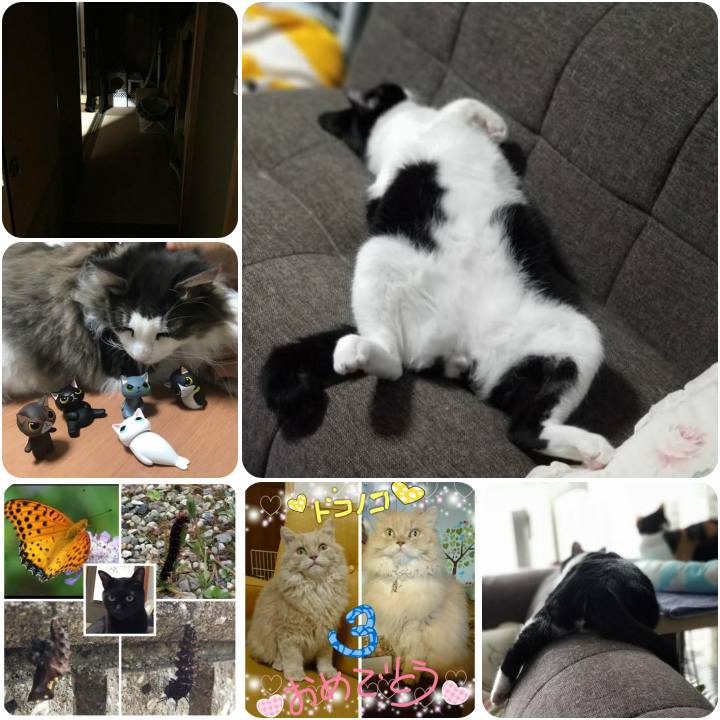 3fb0cc4a c455 4cad bc5d 82f2607ffea0 1559905006569