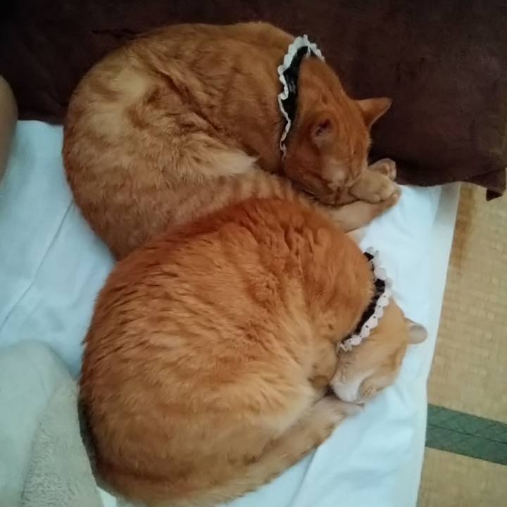 3fb207d3 dacc 4581 82e8 f902d9fc1d63 1600473254108