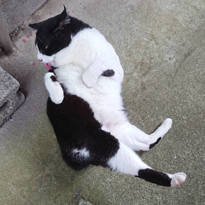 3fb76b28 c720 441a aeb9 e7e4714a915e 1596012048749