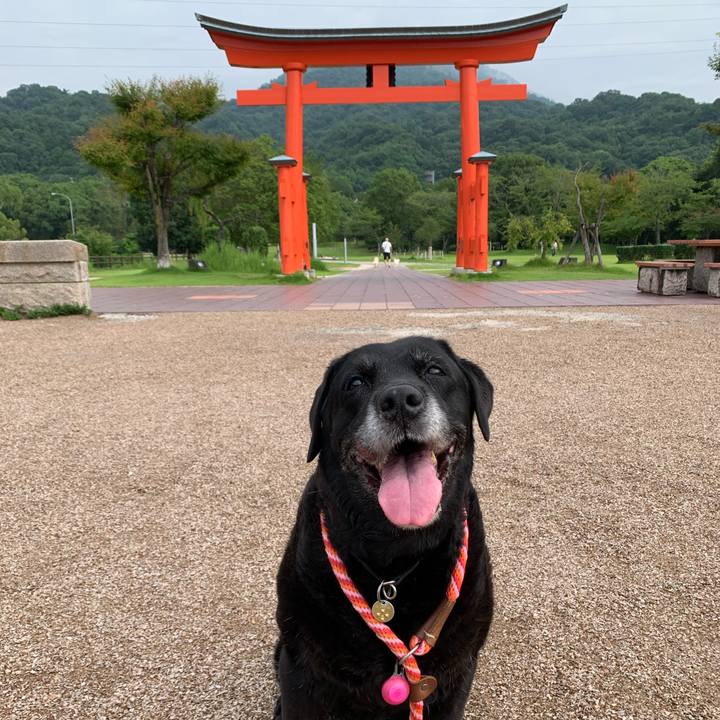 3fb79068 3308 4398 b61c 229be6363807 1595119576035