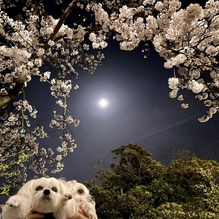 3fbc8aba 8eaa 499d a6db 807ed9ed1bec 1617101636716