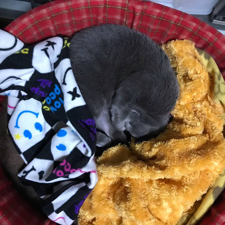 3fbd85af 2851 499f be5d c39154a00a40 1541077274376