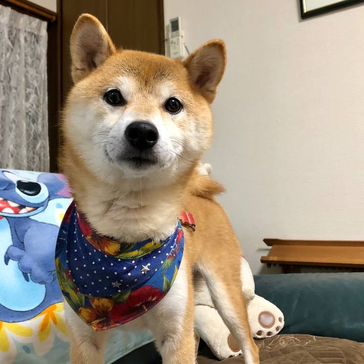 3fc176a8 df08 4065 a4f3 7a5a53a08dad 1539774985534