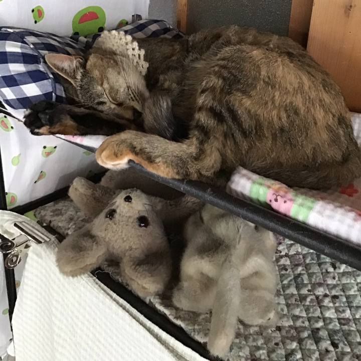 3fc519d8 9547 4a6a 96e6 c3e4b17d86a8 1589873086206