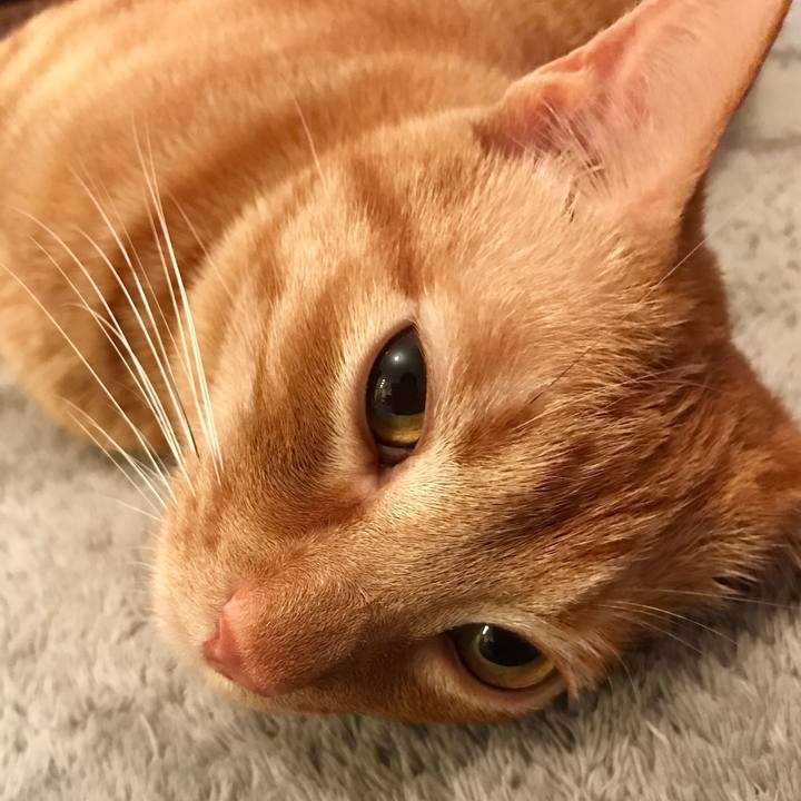 3fc60f89 2622 410d af25 d990113e308a 1589287128145