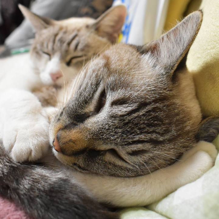 3fc6e29e 1465 4a9f a7e7 5fb79728b1fa 1572786221885