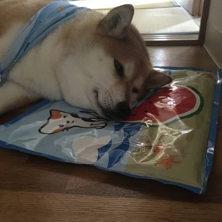 3fc9877b 006c 4ac8 841a 676acd5f8ddb 1596425158295