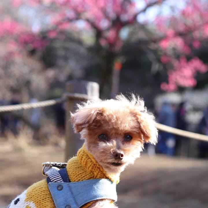 3fcad326 152b 46ae a1e6 9913b92c6f92 1588592723507