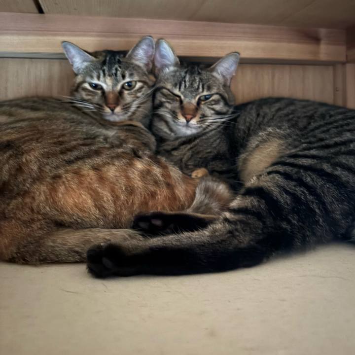 3fcb10e7 ce51 4f90 8bbc b3cf84ce1358 1761527351371