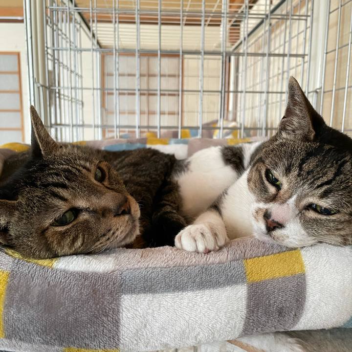 3fcce6d2 d863 4087 8592 f44fa2bc5f51 1621216059781