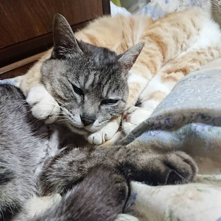 3fced05e 8c16 4378 8b28 24a17a80d1f9 1589286797246