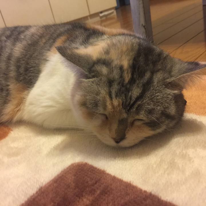 3fced32c 831c 4314 91dc 365954045697 1551197762299