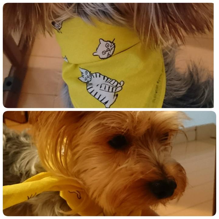 3fd05e33 ce5c 4119 9f56 0c4c4785aed4 1537568993766