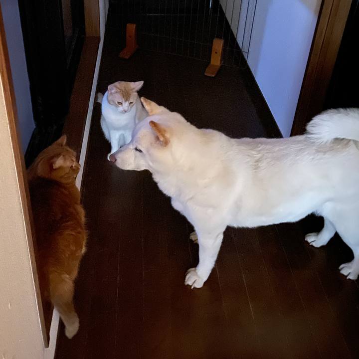 3fd0686f b0b6 4a94 a259 acca48f042f6 1690029717891