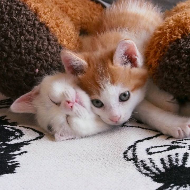 3fd0a8f6 28a3 4cfc ba66 b2d8e83f2047 1513026944006