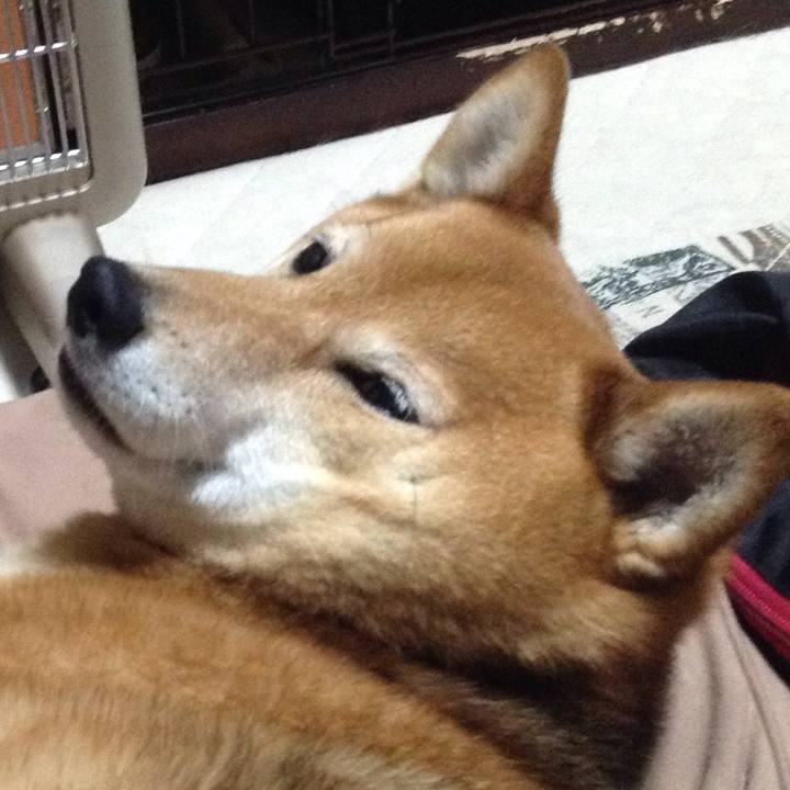 3fd20303 fbde 4b9f 98d9 9131c115d71f 1522113822368