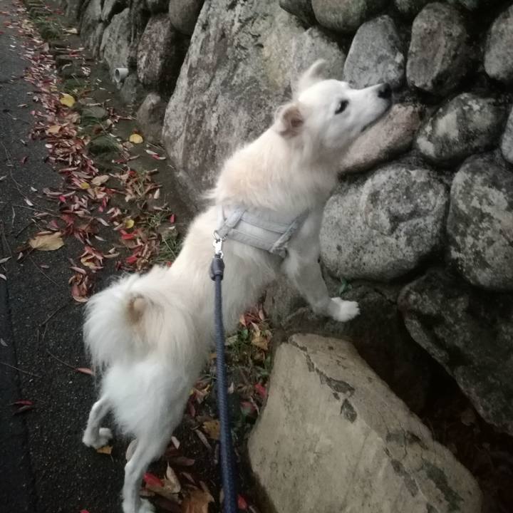 3fd20a12 38bf 4690 ad4e 33436681a16f 1508496420830