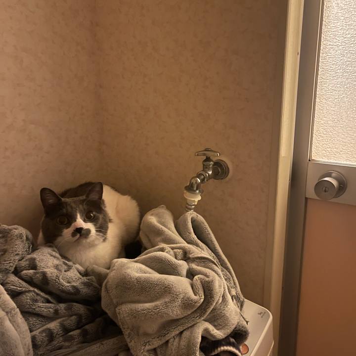 3fd2e71d 2d20 4ace bc5d 3473729407de 1743867668217