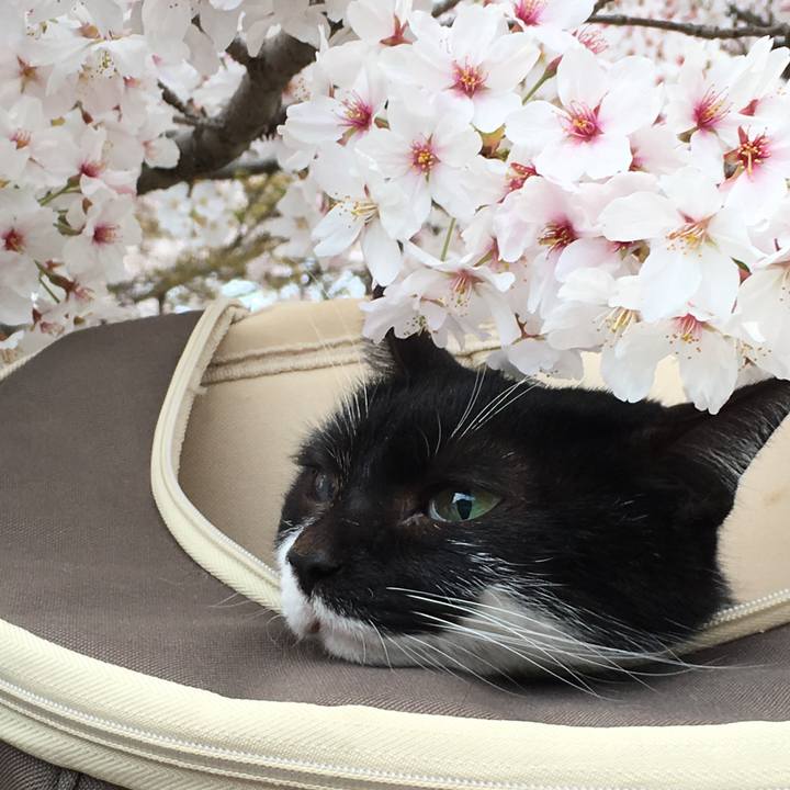 3fd4b310 e1c8 43df 93ff 943747809719 1522583484488