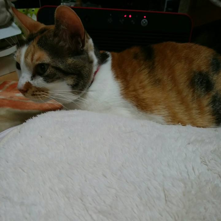 3fd50554 22b8 424a b3ba b8bd7b4b70ad 1555235865983