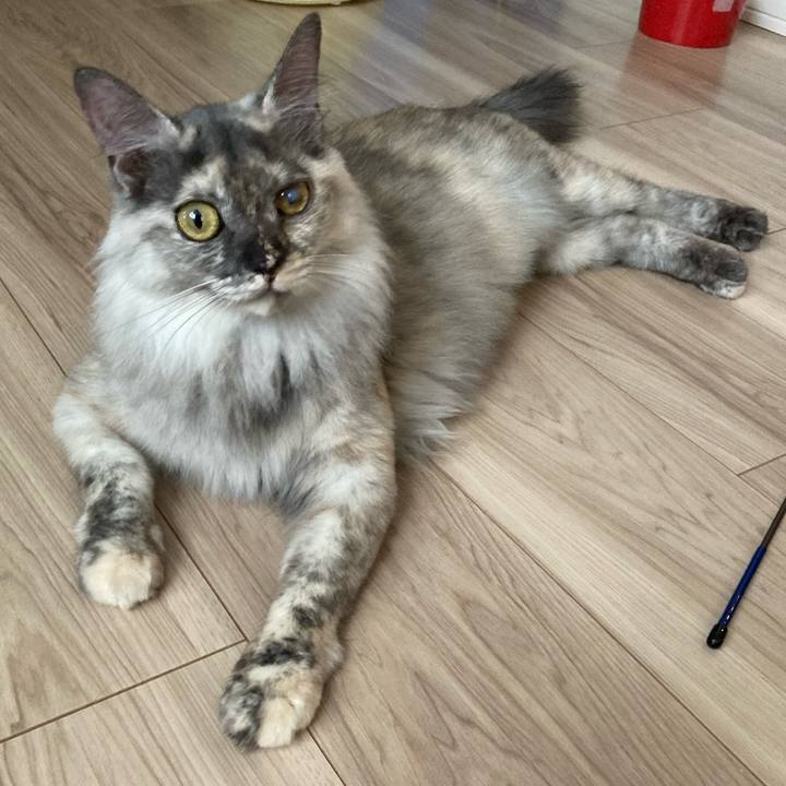 3fd7a38e 7377 471d b28d 6020ae09595f 1722341856815