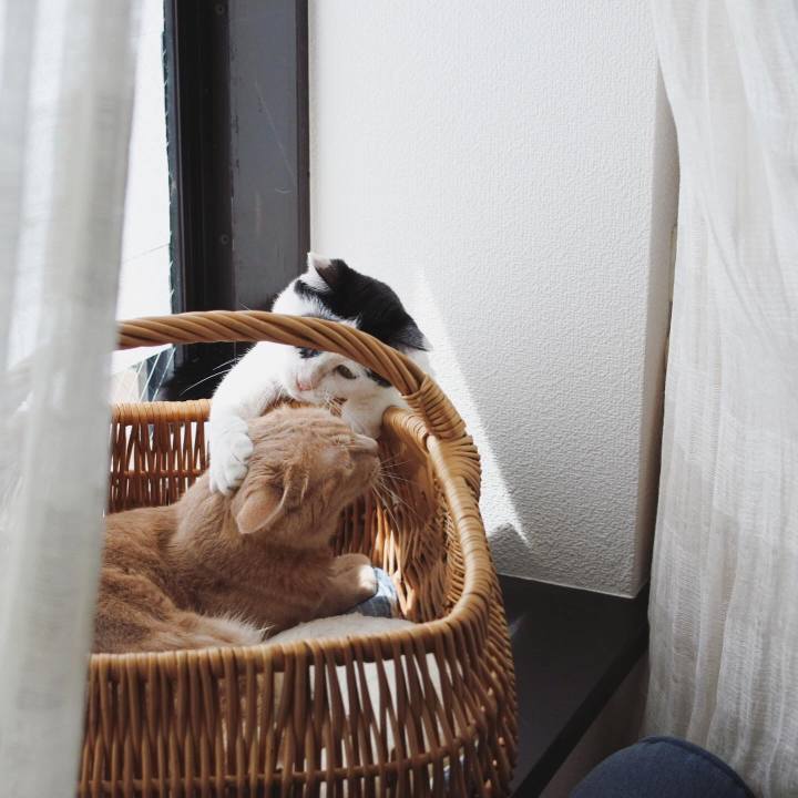 3fdcafc2 a66b 4e48 be16 5d72ae9a982c 1594516699367