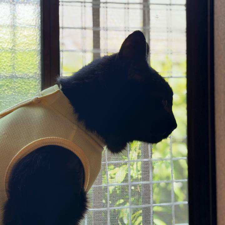 3fdd8554 5036 4f74 b477 e2aed34d4347 1716774867566