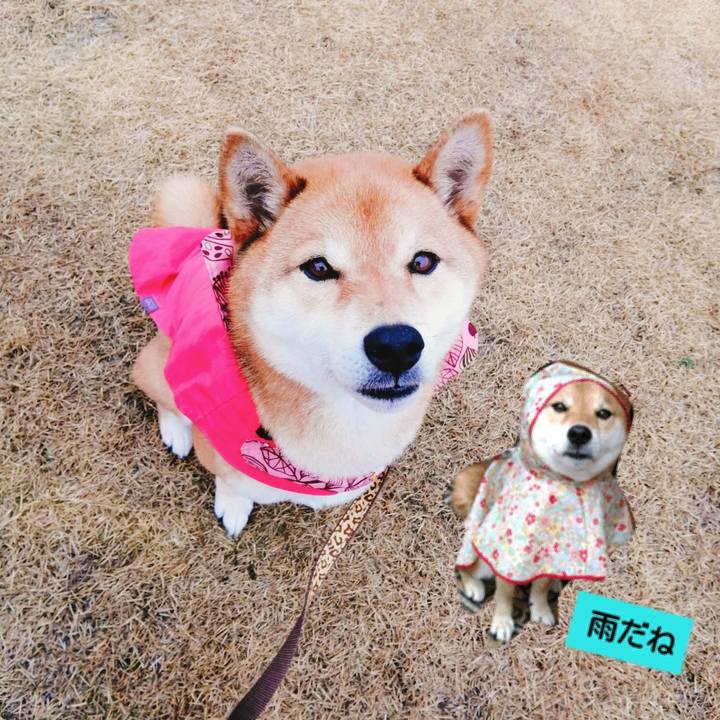 3fddf029 10c5 44be bf55 cd86710491c5 1583823978459