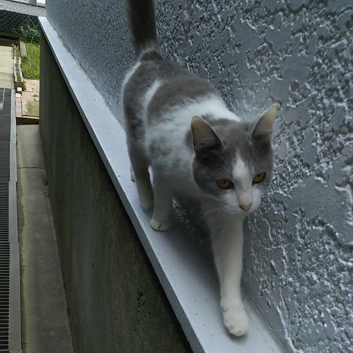 3fdf0d32 1593 43f6 8732 89c2de69bf75 1525845452446