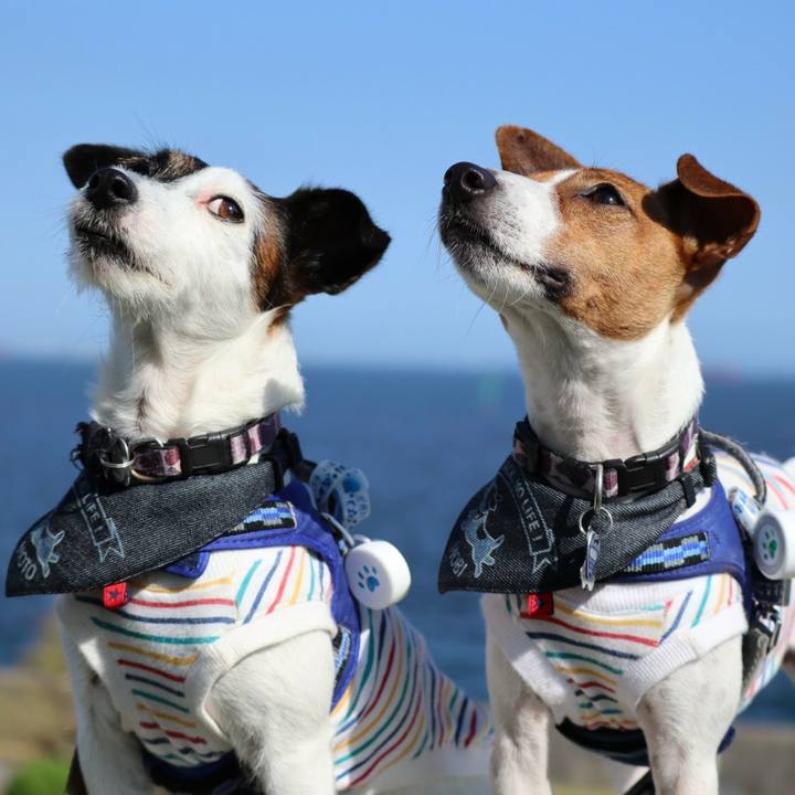 3fdf2fec 0cdb 4ea2 90cb 96dc3c992f65 1538919933091