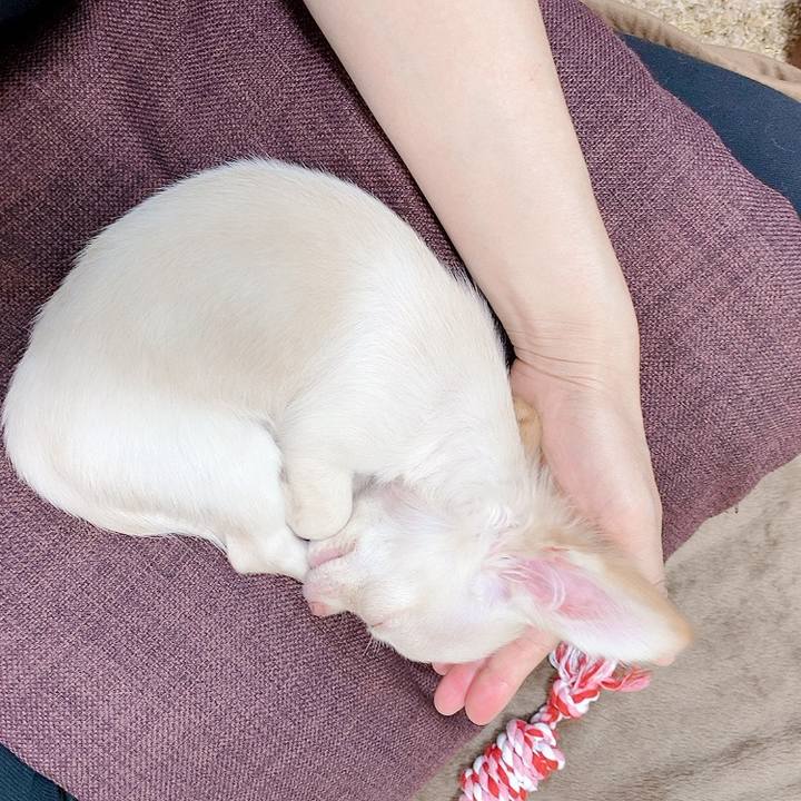 3fe338c0 c9e4 4e74 a759 136ab28abaa3 1590985710521