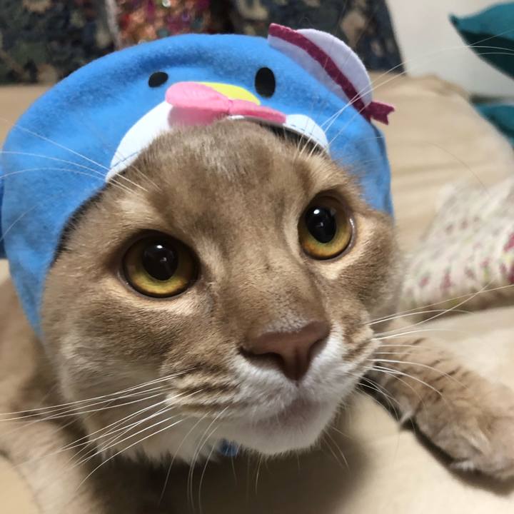 3fe77e76 f93c 4c74 b6bd da430d95aaa5 1553998227545