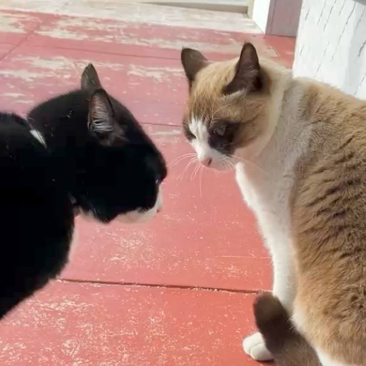 3fec2361 d363 4e20 a82b c6ecefe871df 1736304540840