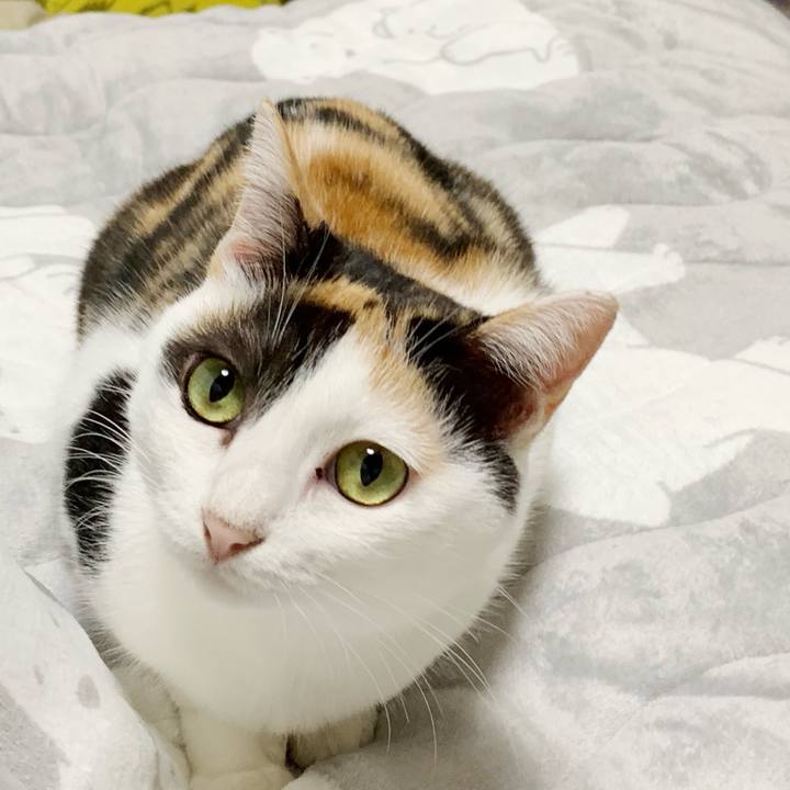 3fedbf02 1c83 4e94 857c cc1cc66d1b51 1540522306424