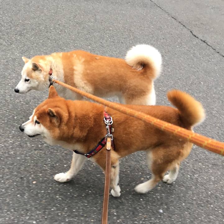 3fedff4d 9c5a 4936 bef4 1e0e0f2e8c8c 1527736963850