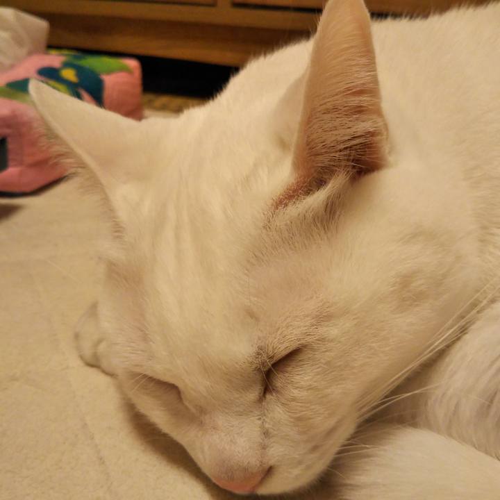 3ff05ad9 c9ff 48e2 80d5 54acb3a948e0 1543837974903