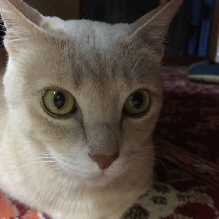 3ff2f3d2 8441 46ae 96d0 805c4c7658c3 1589535836974