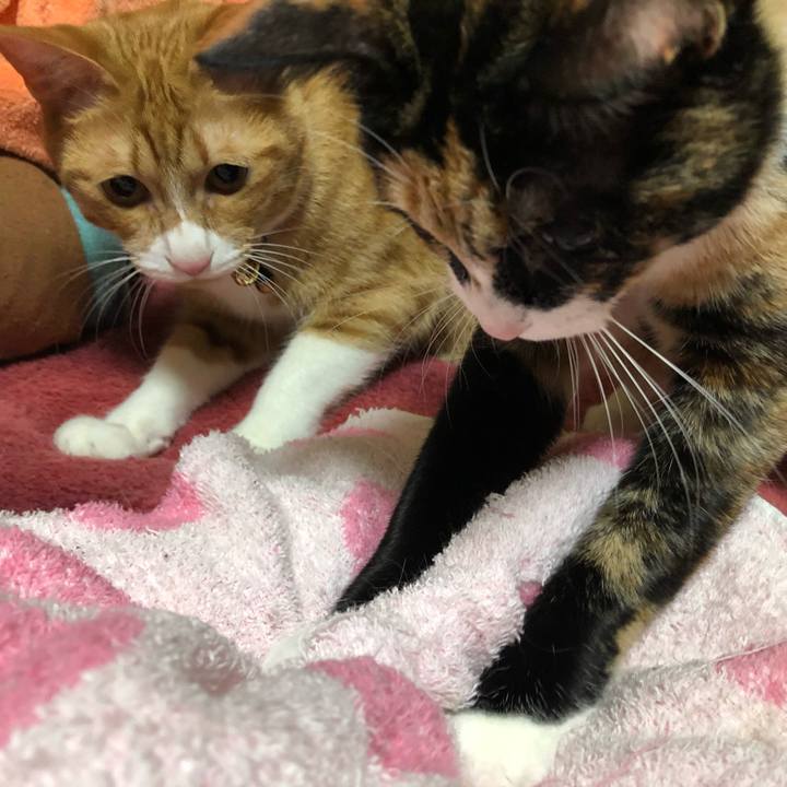 3ff455ec 326c 4b85 8e14 43ed57fd13a4 1576994136779