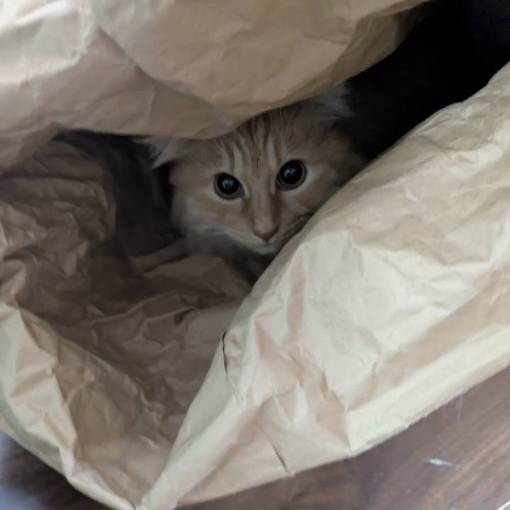 3ff63454 43ff 4bb3 9772 fecc012b7e25 1775310351484