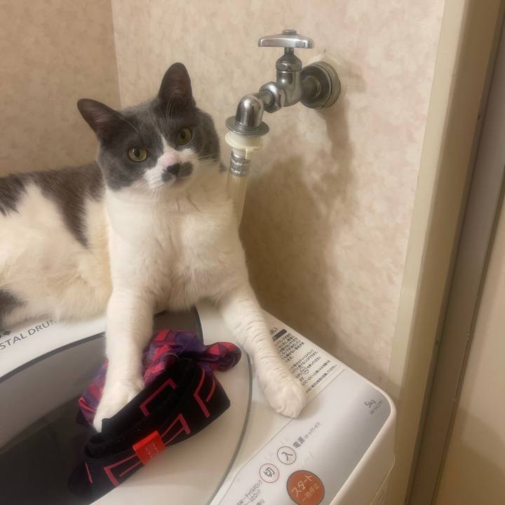 3ff69500 5fcc 4252 9c04 46152e3d324c 1747232068162