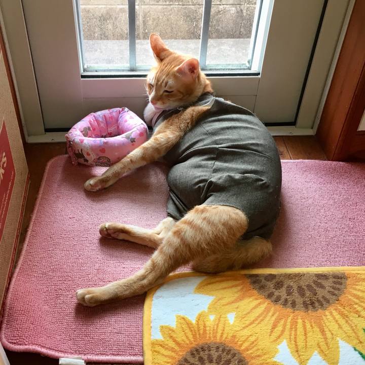 3ff878f7 a6d9 41be ba9e b3e64b245857 1532384643193