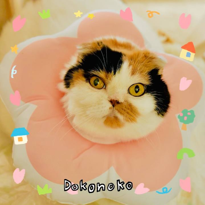 3ffc8cab ddc0 4c71 b8ef 6c88252a4225 1741132228650